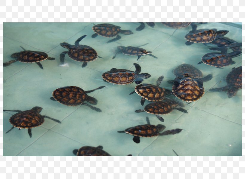 Box Turtles Tortoise Sea Turtle Invertebrate, PNG, 800x600px, Box Turtles, Box Turtle, Emydidae, Fauna, Invertebrate Download Free
