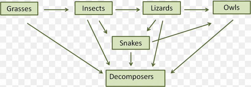 Food Chain Food Web Decomposer Ecosystem, PNG, 1181x413px, Food Chain, Aquatic Ecosystem, Consumer, Decomposer, Diagram Download Free
