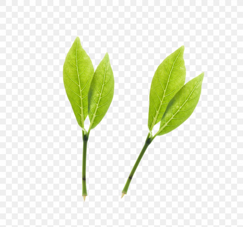 Green Tea, PNG, 1800x1682px, Tea, Branch, Computer Graphics, Cup, Grass Download Free