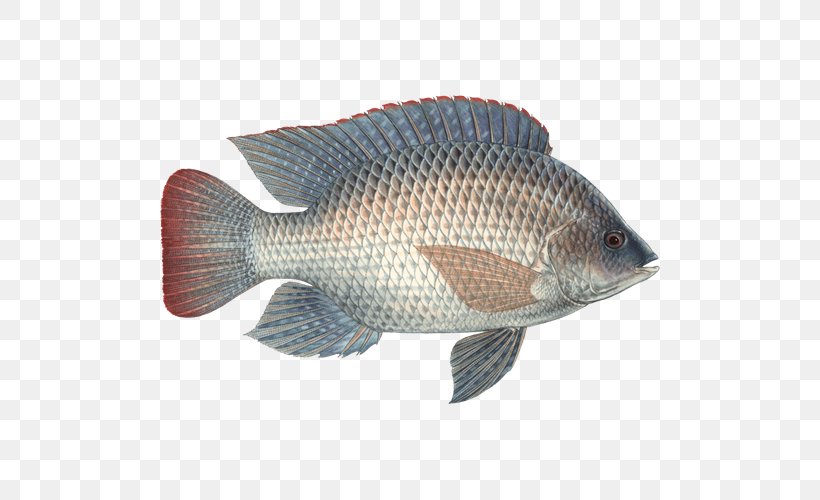 Nile Tilapia Fish Seafood Watch Sardine, PNG, 500x500px, Tilapia, Barramundi, Bass, Bony Fish, Cod Download Free