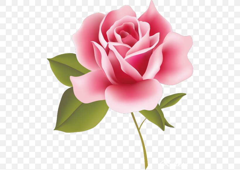 Rose Pink Flower Clip Art, PNG, 500x582px, Rose, Bud, China Rose, Cut Flowers, Drawing Download Free