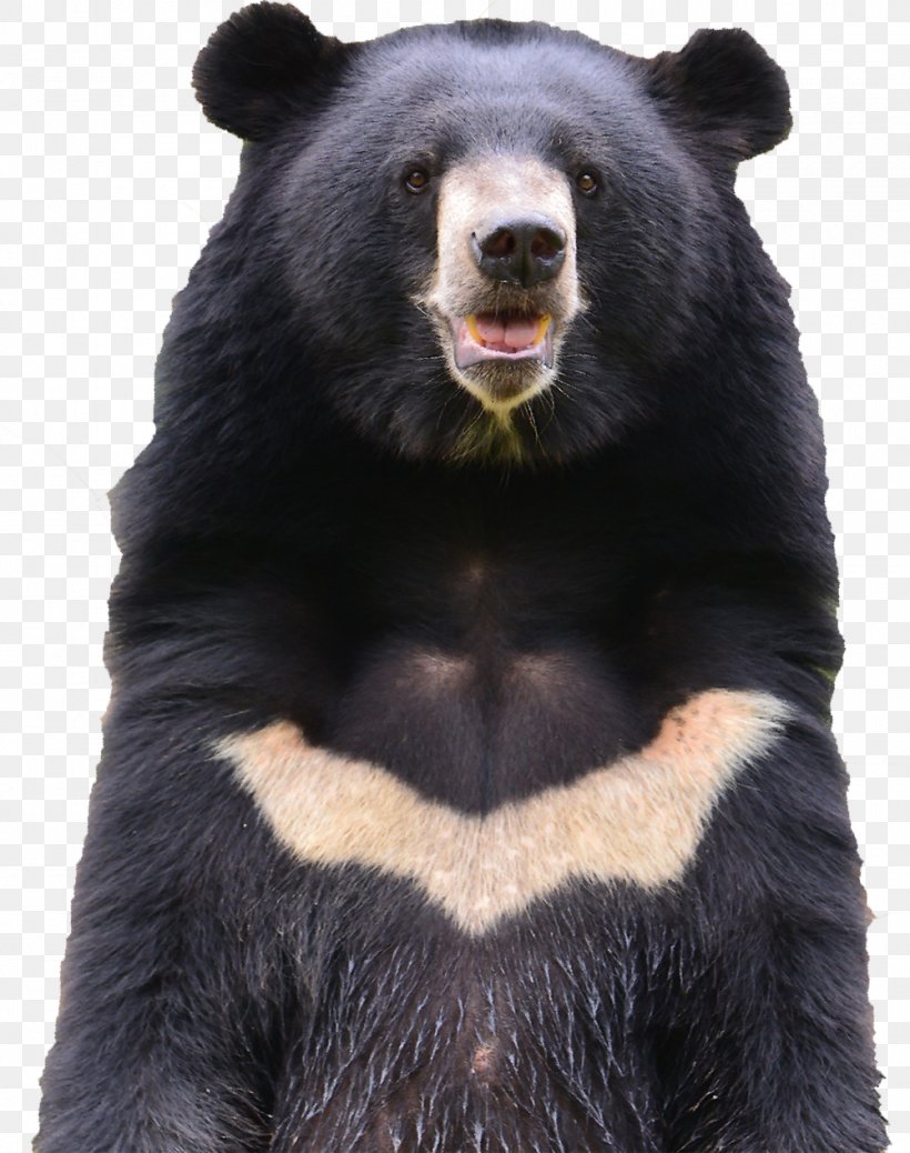 American Black Bear Brown Bear Asian Black Bear Stock Photography, PNG, 1000x1266px, American Black Bear, Asian Black Bear, Bear, Bears, Brown Bear Download Free