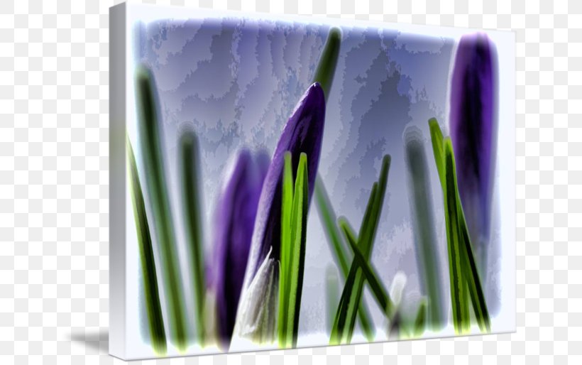 Flower Desktop Wallpaper Computer, PNG, 650x514px, Flower, Computer, Grass, Plant Download Free