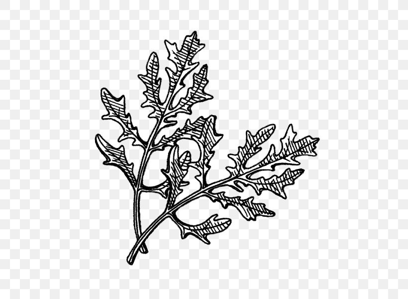 Hyötykasviyhdistys Ry Flowering Plant Leaf Seed, PNG, 600x600px, Plant, Black And White, Branch, Centimeter, Drawing Download Free