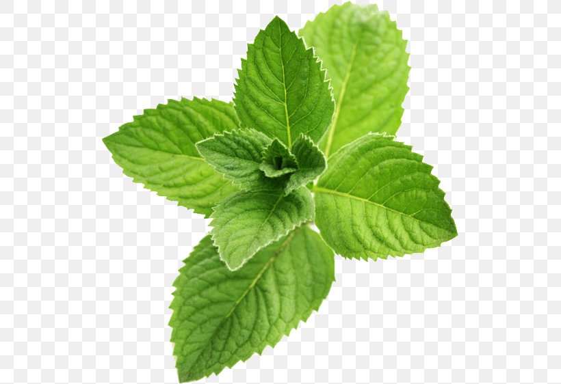 Peppermint Mentha Spicata Flavor Taste, PNG, 523x562px, Mint Julep, Aroma Compound, Concentrate, Essential Oil, Extract Download Free