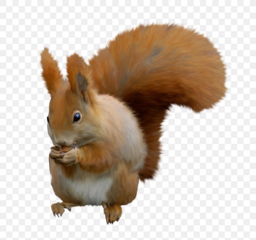 Squirrel Cartoon, PNG, 800x767px, Rabbit, Animal, Eurasian Red Squirrel, Squirrel, Statue Download Free