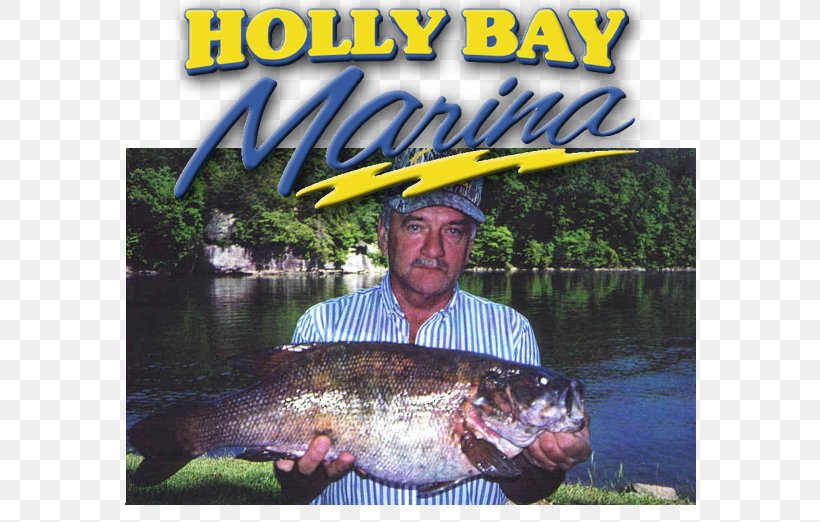 Laurel River Lake Holly Bay Marina Recreational Fishing Bass Fishing, PNG, 740x522px, Laurel River Lake, Animal Source Foods, Bass, Bass Fishing, Carp Download Free
