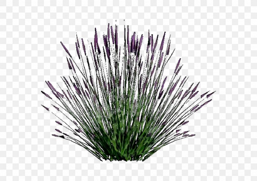 Purple Grasses, PNG, 1445x1016px, Purple, Chives, Flower, Flowering Plant, Grass Download Free