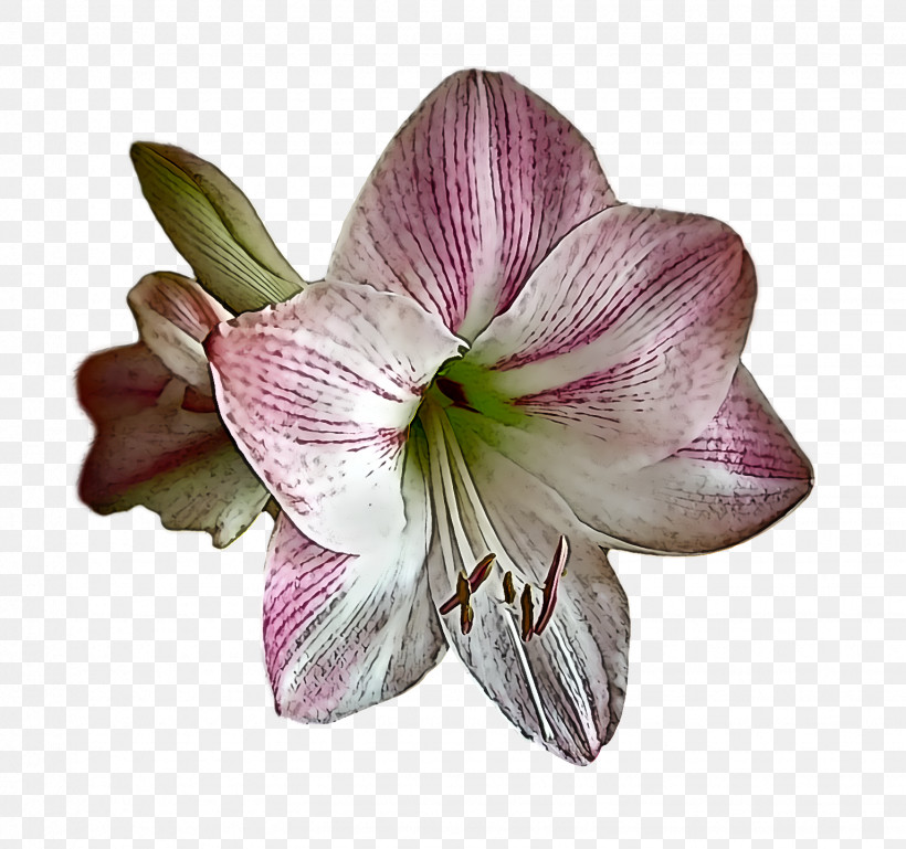 Floral Design, PNG, 1534x1440px, Jersey Lily, Amaryllis, Cut Flowers, Floral Design, Flower Download Free