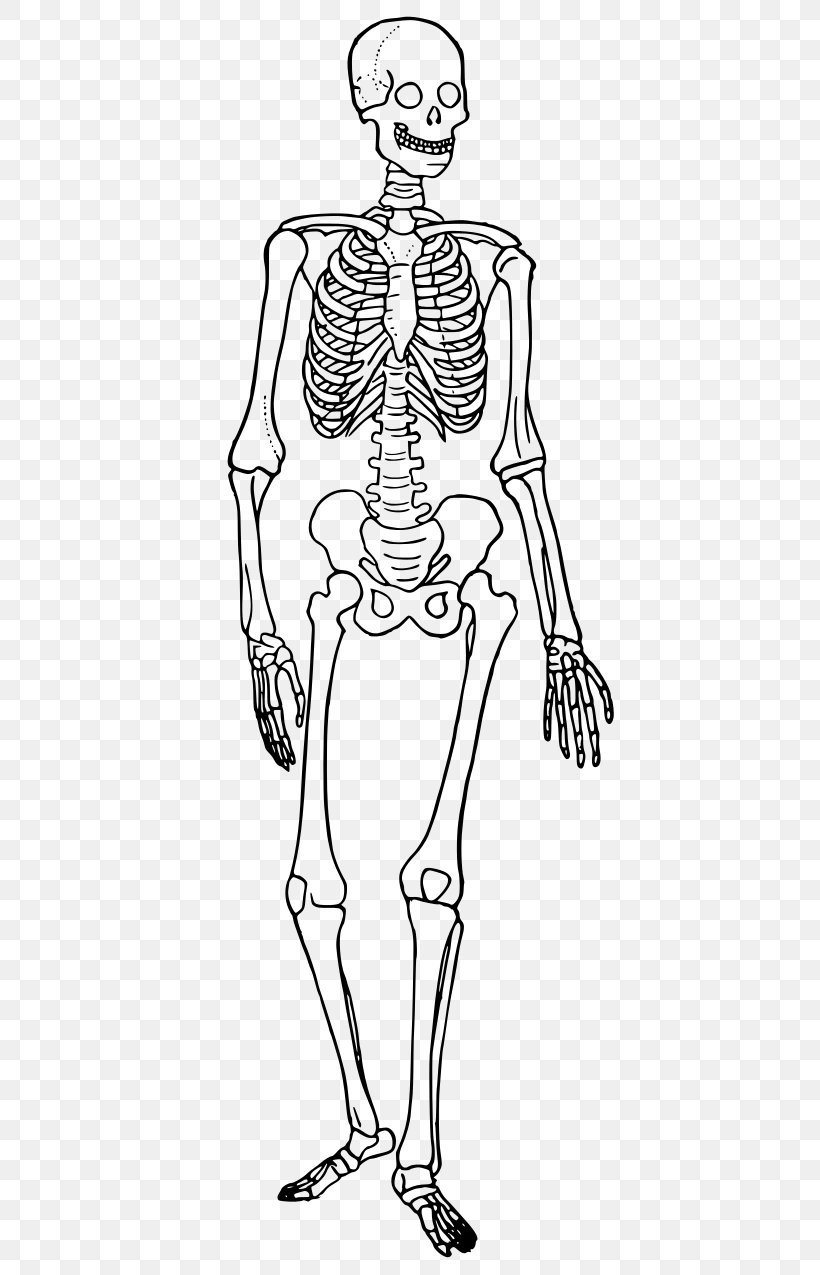 Human Skeleton Human Body Diagram Bone, PNG, 440x1275px, Watercolor, Cartoon, Flower, Frame, Heart Download Free