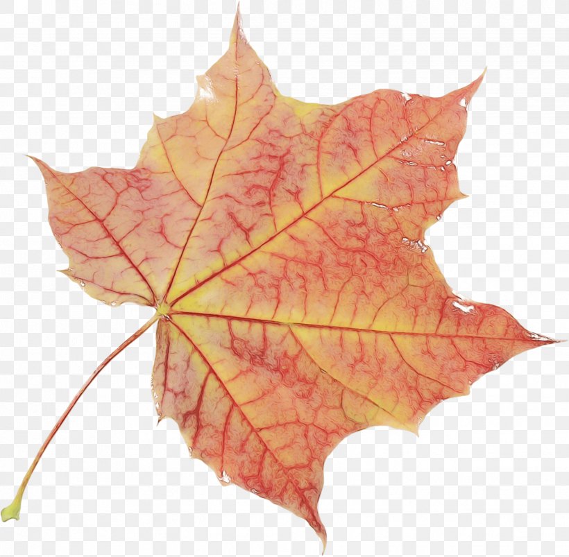 Maple Leaf, PNG, 2443x2395px, Watercolor, Black Maple, Deciduous, Leaf, Maple Leaf Download Free