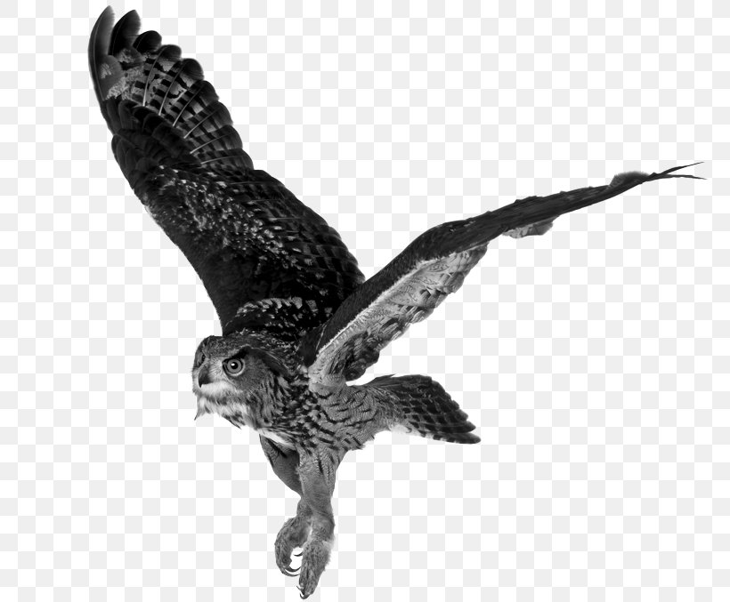 Eurasian Eagle-owl Tawny Owl Stock Photography Royalty-free, PNG, 780x677px, Owl, Accipitriformes, Beak, Bird, Bird Of Prey Download Free