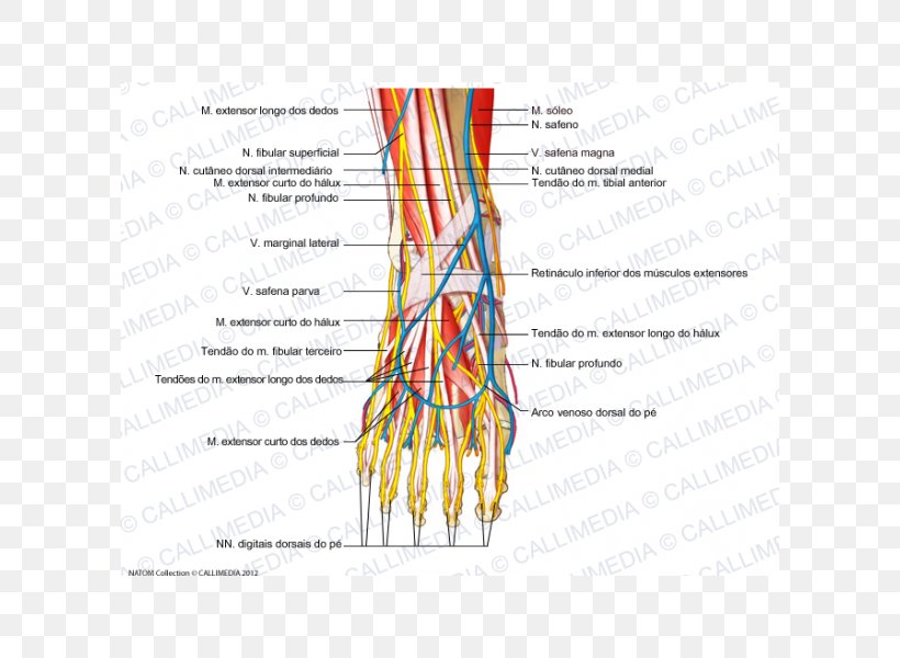 Foot Human Body Anatomy Intermediate Dorsal Cutaneous Nerve, PNG, 600x600px, Watercolor, Cartoon, Flower, Frame, Heart Download Free