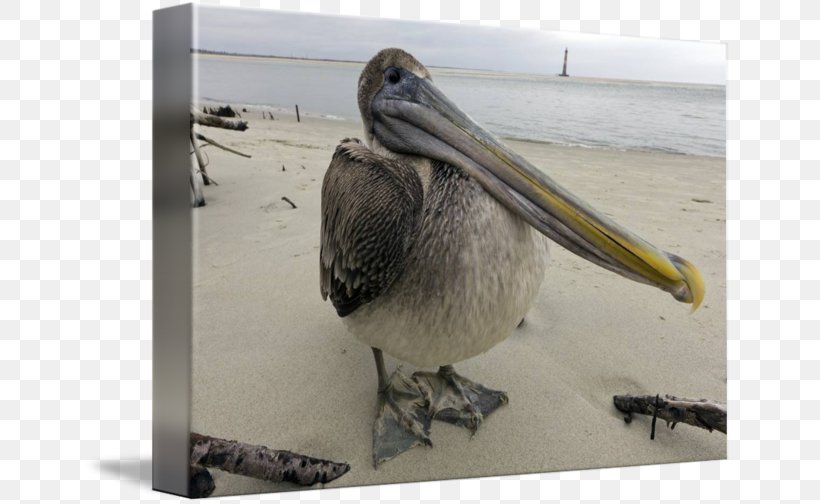 Pelican Folly Beach Gallery Wrap Canvas Beak, PNG, 650x504px, Pelican, Art, Beak, Bird, Canvas Download Free