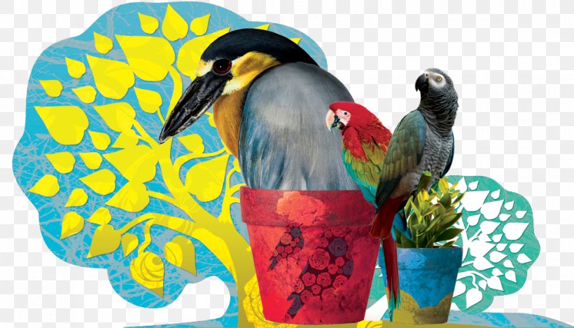 Bird Parrot Macaw Illustration, PNG, 992x567px, Bird, Beak, Common Pet Parakeet, Fauna, Feather Download Free