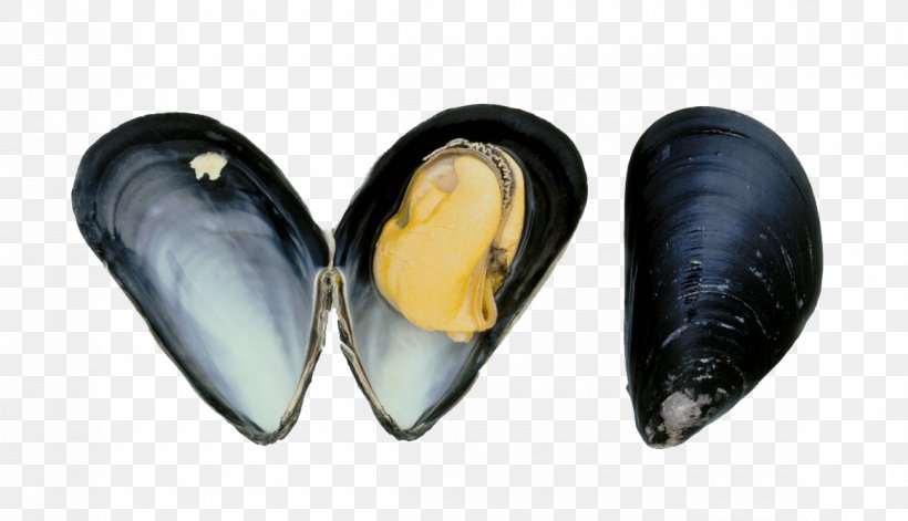 Blue Mussel Octopus Mediterranean Mussel Norway, PNG, 1160x667px, Mussel, Atlantic Cod, Blue Mussel, Clams Oysters Mussels And Scallops, Fish Download Free