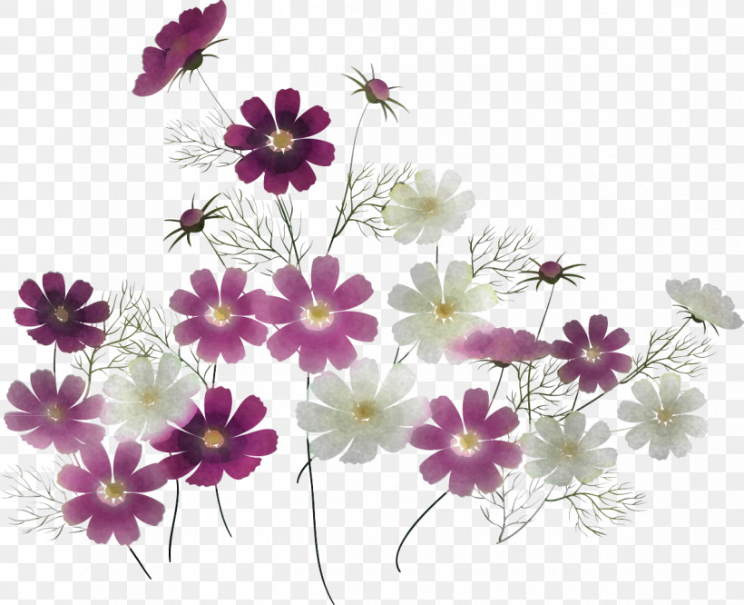 Flower Plant Pericallis Petal Wildflower, PNG, 1186x964px, Flower, Cosmos, Daisy Family, Garden Cosmos, Pericallis Download Free