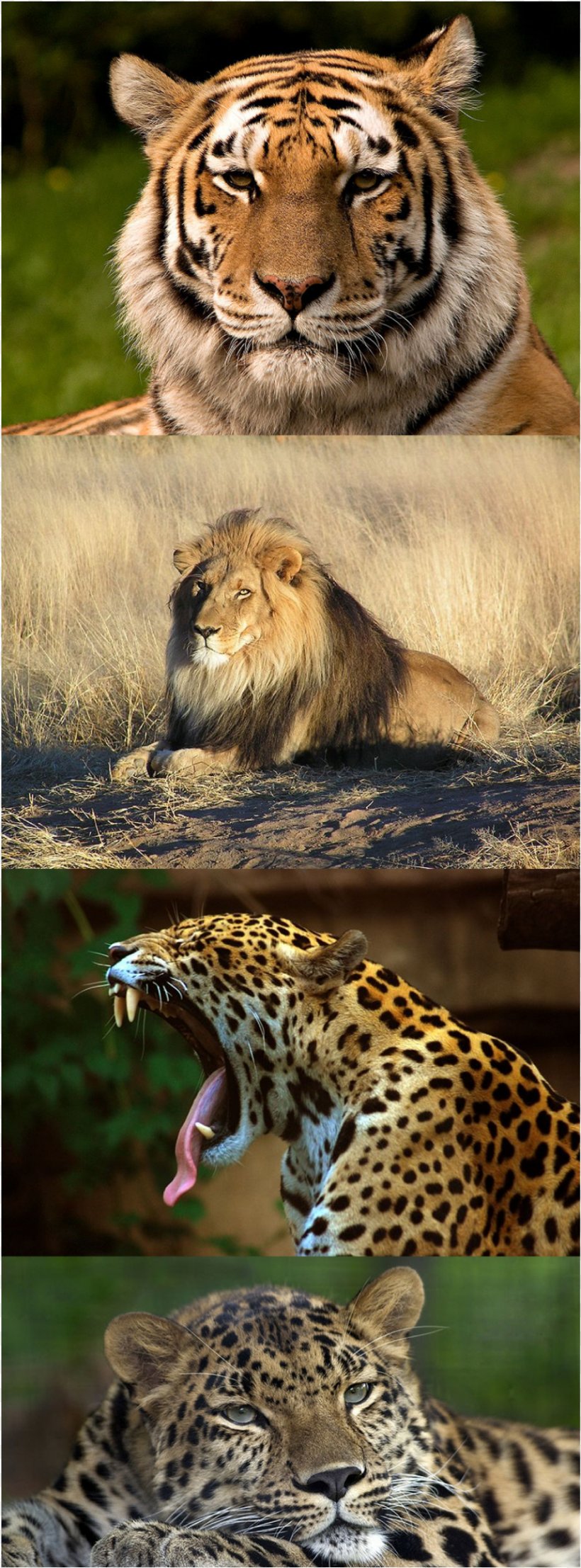 Leopard Lion Jaguar Tiger Felidae, PNG, 858x2317px, Leopard, Animal, Big Cat, Big Cats, Black Panther Download Free
