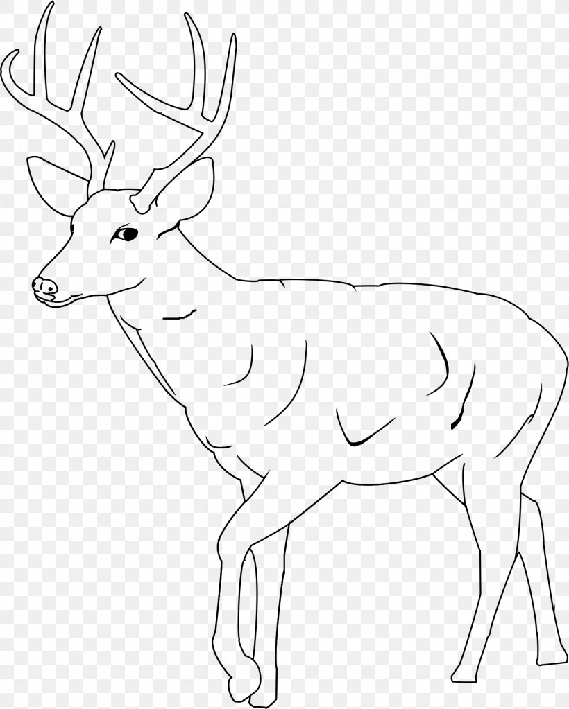 The White-tailed Deer Coloring Book Mule Deer, PNG, 1505x1878px, Whitetailed Deer, Adult, Antler, Black And White, Child Download Free