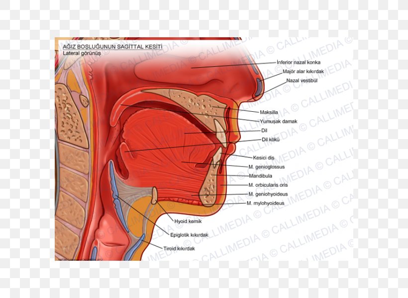 Anatomy Human Mouth Sagittal Plane Soft Palate, PNG, 600x600px, Watercolor, Cartoon, Flower, Frame, Heart Download Free