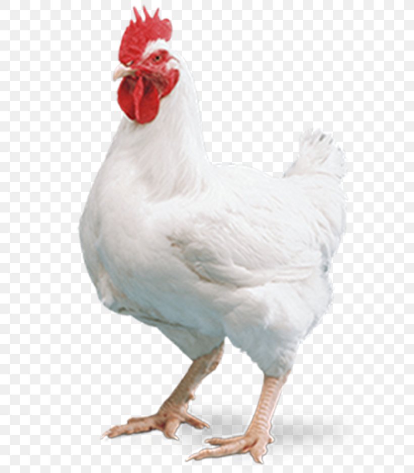 Cornish Chicken Broiler Kuroiler Mandi Chicken Tikka Masala, PNG, 800x935px, Cornish Chicken, Beak, Bird, Broiler, Chicken Download Free