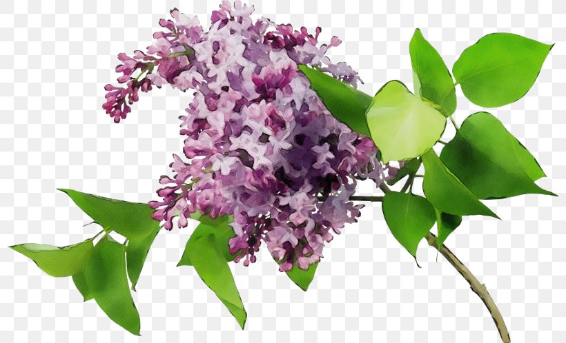 Flower Lilac Plant Purple Lilac, PNG, 800x498px, Watercolor, Branch, Dendrobium, Flower, Lilac Download Free