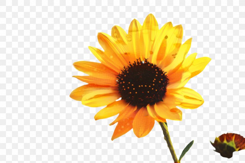 Flowers Background, PNG, 2444x1632px, Sunflower, Alabama, Alabaster, Annual Plant, Asterales Download Free