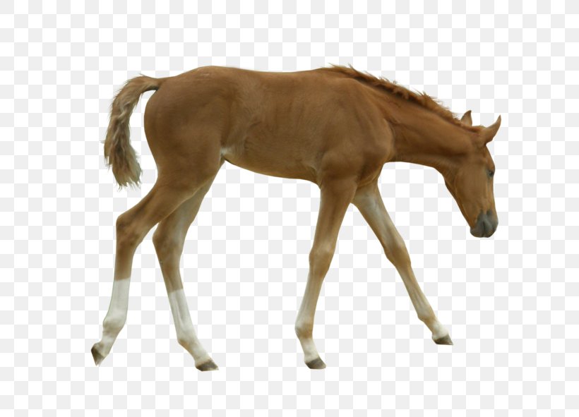 Mustang Foal Mare Colt Stallion, PNG, 705x591px, Mustang, Animal Figure, Arabian Horse, Belgian Horse, Colt Download Free