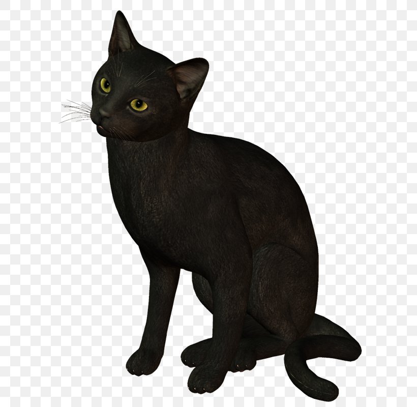 Black Cat Burmese Cat Bombay Cat Malayan Cat Havana Brown, PNG, 642x800px, Black Cat, American Wirehair, Asian, Bombay, Bombay Cat Download Free