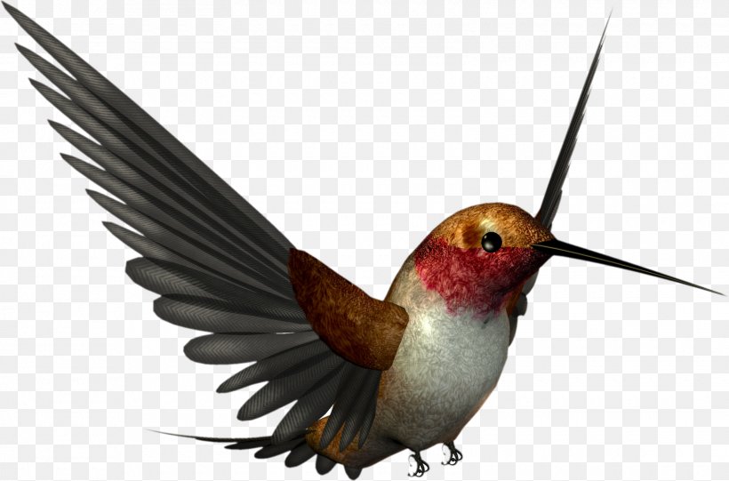 Hummingbird M Feather Animal Peafowl, PNG, 1600x1057px, Bird, Animal, Beak, Fauna, Feather Download Free