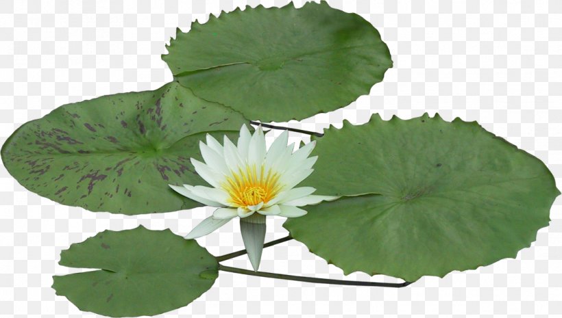 Aquatic Plants, PNG, 1117x634px, Plant, Annual Plant, Aquatic Plants, Egyptian Lotus, Flower Download Free