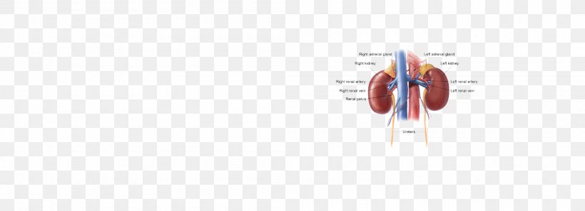 Line Technology Angle, PNG, 2100x762px, Technology, Adrenal Gland, Gland, Minute Download Free