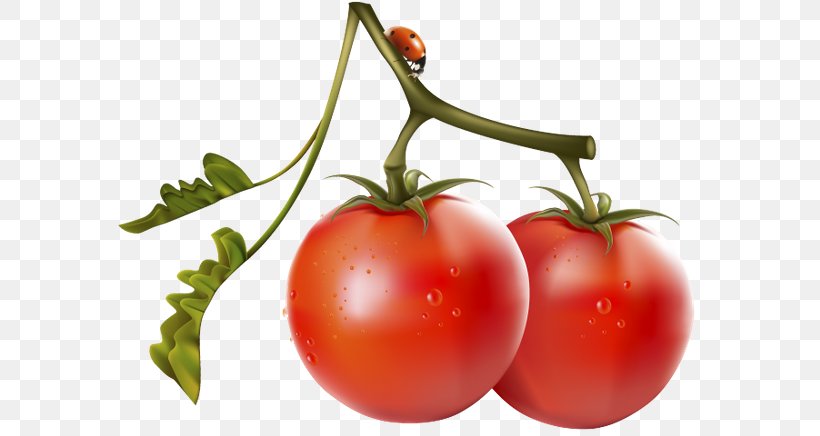 `Вне «игры» Nightshade Cherry Tomato Food Vegetable, PNG, 600x436px, Nightshade, Auglis, Bush Tomato, Cherry, Cherry Tomato Download Free