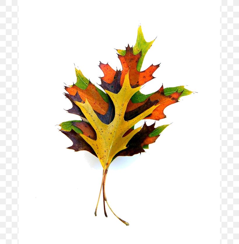 Paper Maple Leaf Autumn Leaf Color, PNG, 691x836px, Paper, Autumn, Autumn Leaf Color, Branch, Collage Download Free