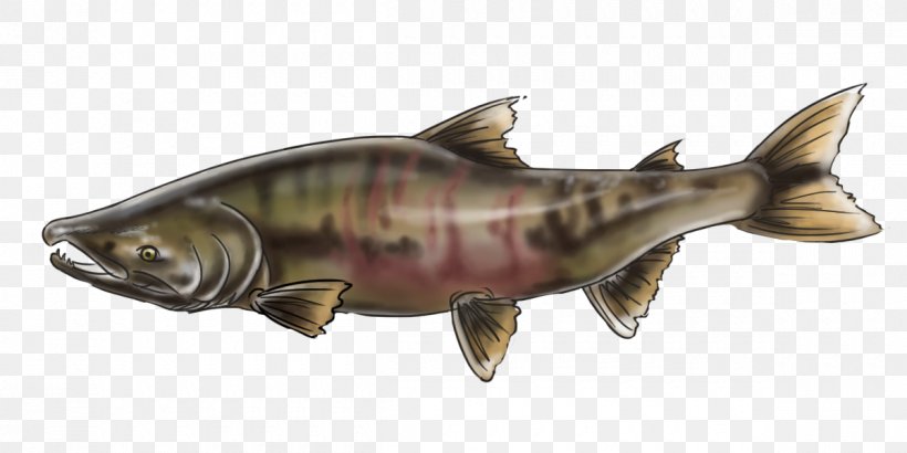 Chinook Salmon Keyword Tool Alaska Male Reproductive System, PNG, 1200x600px, Salmon, Alaska, Animal Figure, Art, Biology Download Free