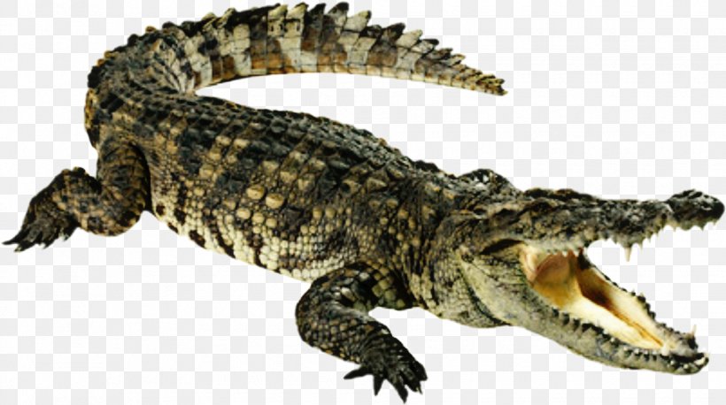 Crocodile Alligators Transparency Clip Art, PNG, 1830x1024px, Crocodile, Alligator, Alligators, American Alligator, Animal Figure Download Free
