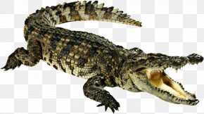 Crocodile - Crocodile Alligators Transparency Clip Art PNG