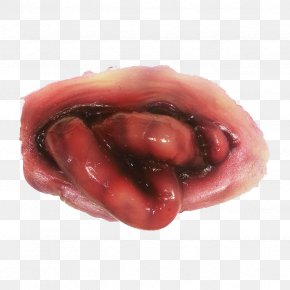 Small Intestine Prosthetic Makeup Special Effects Gastrointestinal Tract Lip PNG