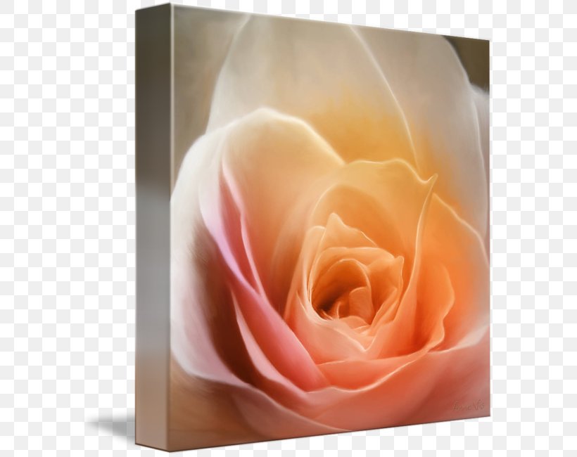 Garden Roses Rosaceae Gallery Wrap Petal, PNG, 589x650px, Rose, Art, Canvas, Family, Flower Download Free