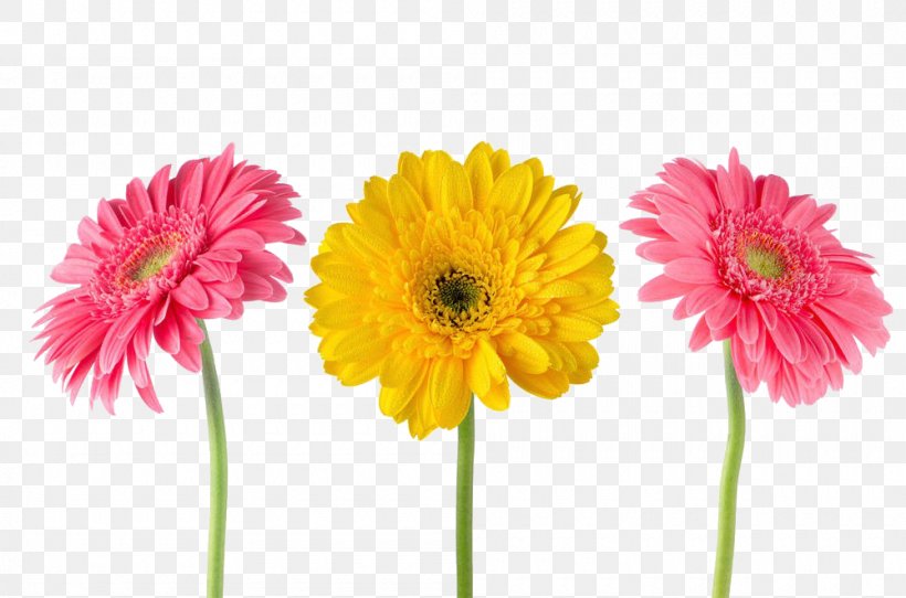 Gerbera Jamesonii Chrysanthemum Yellow Stock Photography Flower, PNG, 1000x662px, Gerbera Jamesonii, Artificial Flower, Chrysanthemum, Chrysanths, Cut Flowers Download Free