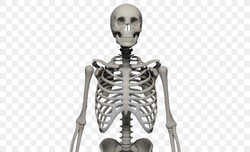 Human Skeleton Bone Skull, PNG, 500x500px, Skeleton, Bone, Cytoskeleton, Digital Image, Endoskeleton Download Free