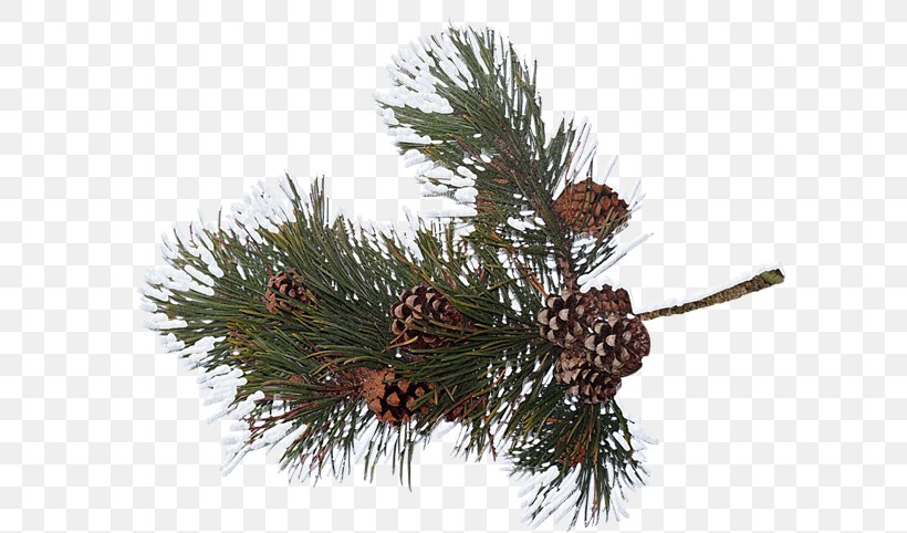Pine Conifer Cone Spruce Clip Art, PNG, 600x482px, Pine, Branch, Christmas Ornament, Conifer, Conifer Cone Download Free