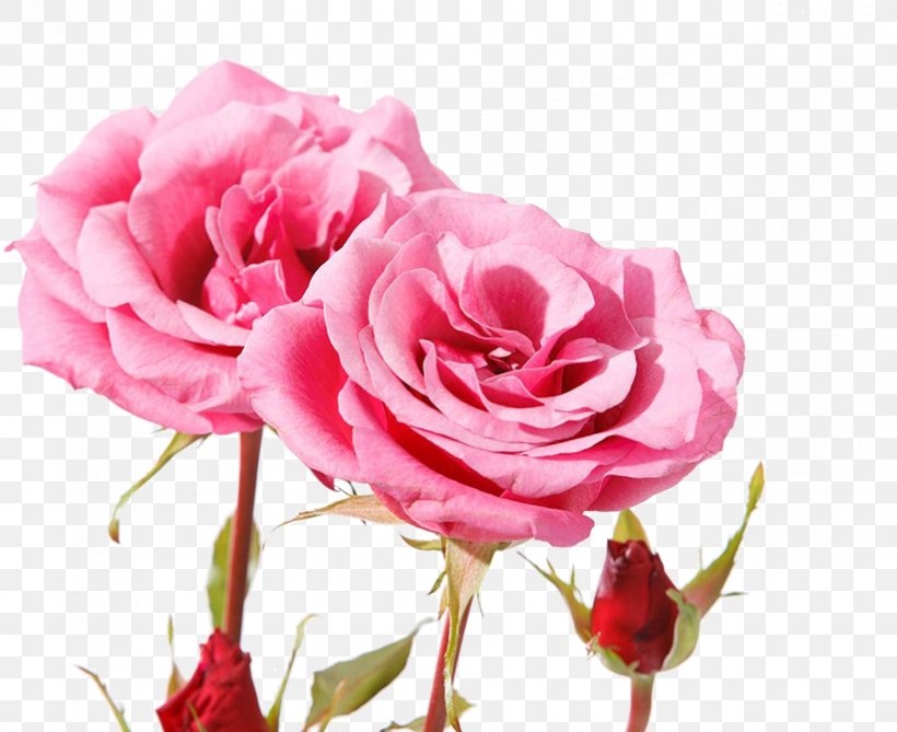 Pink Flower Cartoon, PNG, 823x672px, Pink Flowers, Artificial Flower, Beach Rose, Blue Rose, Botany Download Free