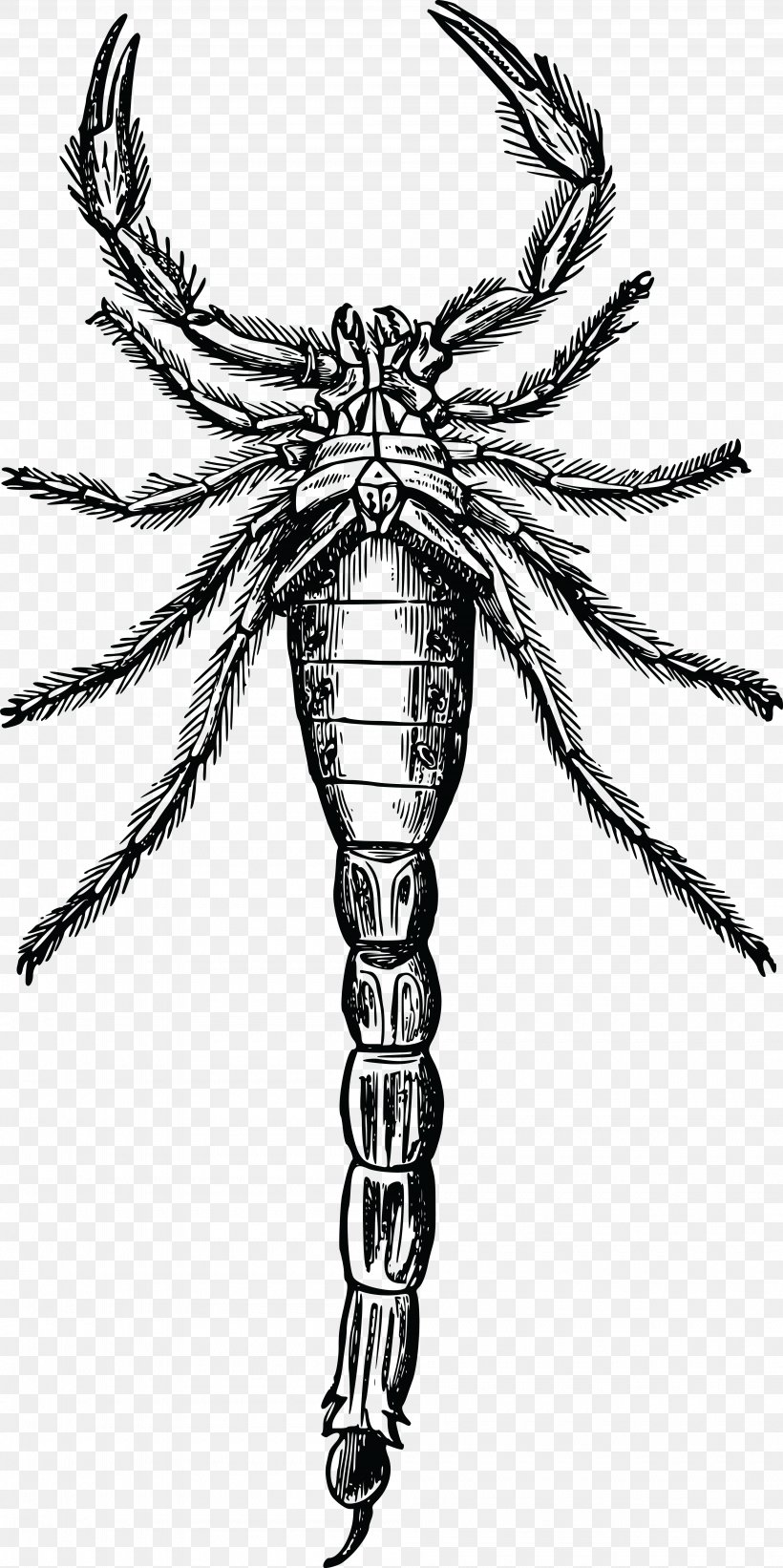 Scorpion Arthropod Drawing Clip Art, PNG, 4000x8014px, Scorpion, Animal, Arachnid, Art, Arthropod Download Free