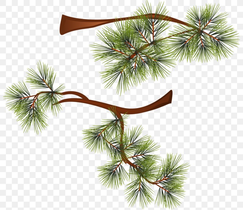 Pine Conifers Coniferales Clip Art, PNG, 800x708px, Pine, Albom, Branch, Christmas Decoration, Christmas Ornament Download Free