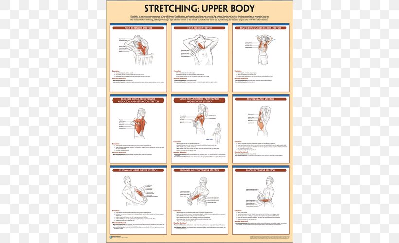 Bodyweight Strength Training Anatomy Bodyweight Exercise Stretching Poster, PNG, 500x500px, Strength Training, Area, Bodyweight Exercise, Brand, Circuit Training Download Free