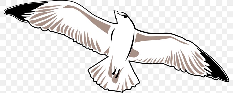 Gulls Clip Art Openclipart Drawing Bird, PNG, 796x326px, Gulls, Arm, Artwork, Beak, Bird Download Free