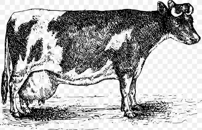 Ayrshire Cattle Jersey Cattle Angus Cattle Sheep Goat, PNG, 2400x1551px, Ayrshire Cattle, Agriculture, Angus Cattle, Black And White, Bull Download Free