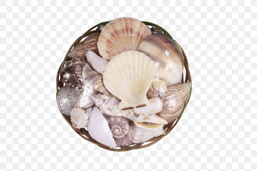 Clam Seashell Mussel Cockle Scallop, PNG, 1650x1100px, Clam, Animal, Animal Product, Animal Source Foods, Clams Oysters Mussels And Scallops Download Free