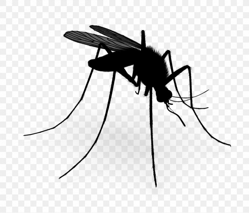 Mosquito Insect Black & White, PNG, 1208x1033px, Mosquito, Ant, Arthropod, Beetle, Black White M Download Free